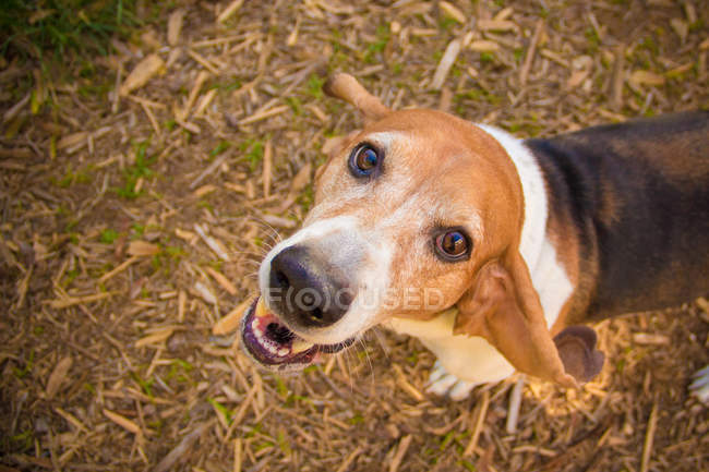 Basset Hound cão olhando para cima, vista close-up — Fotografia de Stock