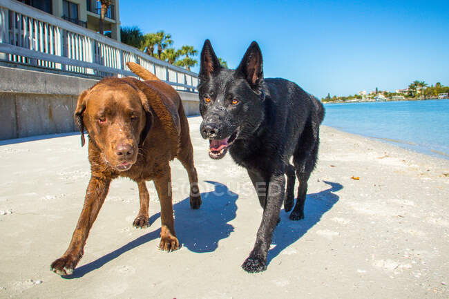 Chocolate Labrador e cães pastor alemão andando na praia, Treasure Island, Florida, América, EUA — Fotografia de Stock