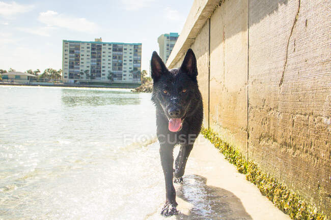 Німецька собака-пастух йде вздовж пляжу, Острів скарбів, Флорида, Америка, США. — стокове фото