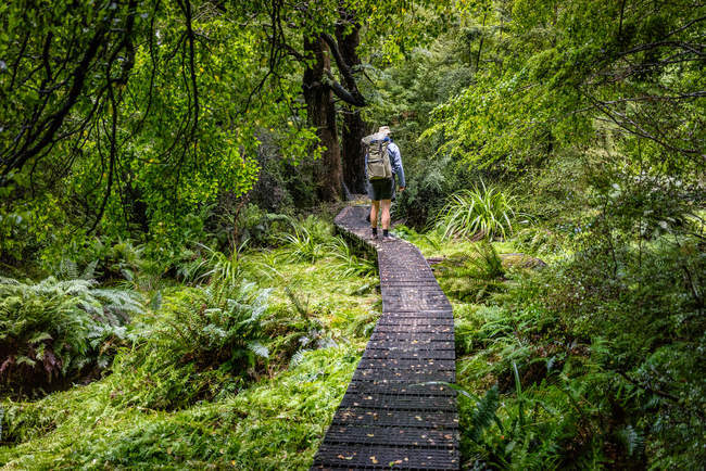 Vista trasera de Man Hiking, Upper Travers Valley, Parque Nacional Nelson Lakes, Nueva Zelanda - foto de stock