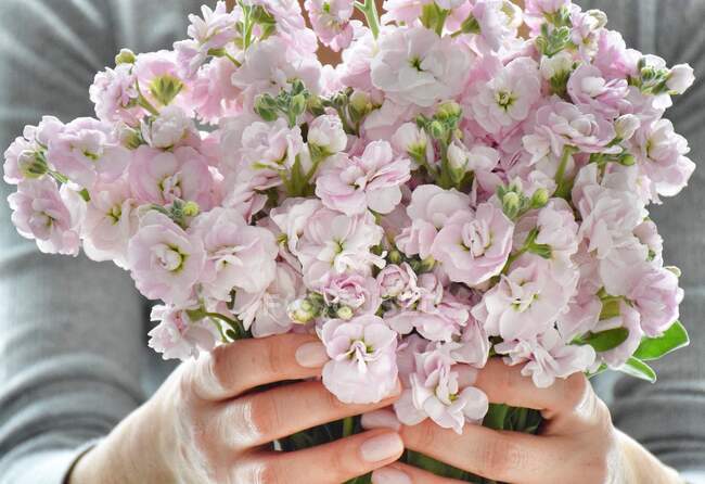 Donna che tiene mazzo di fiori rosa — Foto stock