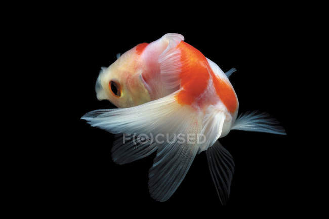 Goldfish nadando no tanque de peixes, close-up — Fotografia de Stock