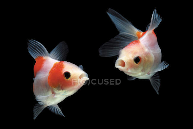 Улучшенный вид двух золотых рыбок, плавающих в аквариуме — стоковое фото