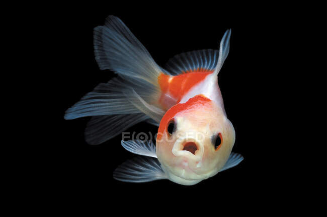 Улучшенный вид Goldfish, купающегося в аквариуме — стоковое фото