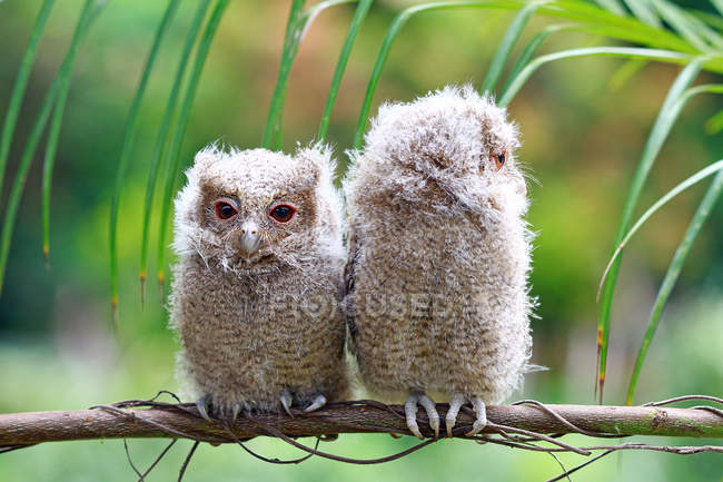 Two baby owls on a branch, Indonesia — Foto stock