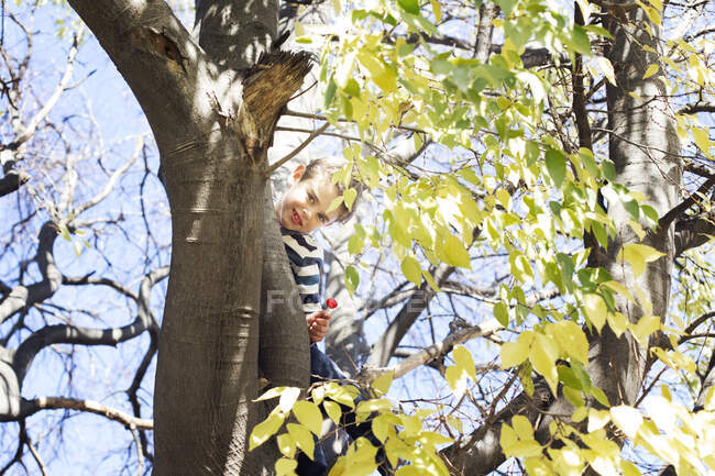 Мальчик взбирается на дерево на природе — стоковое фото