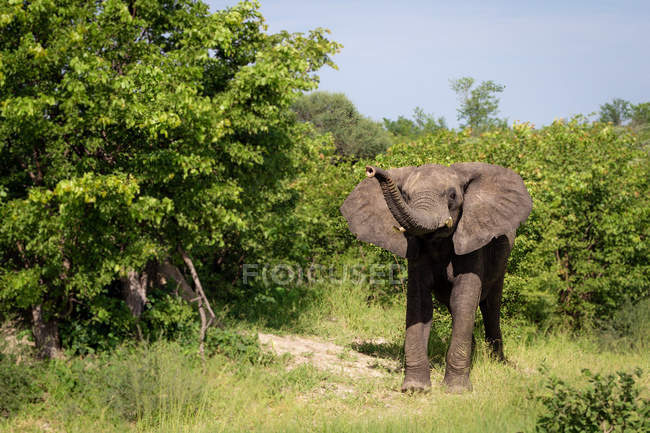 Majestuoso elefante caminando por el camino cerca de los árboles - foto de stock