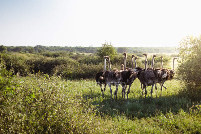Vista panorámica del rebaño de avestruces, Botswana - foto de stock