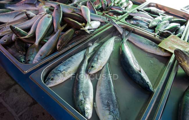 Pescado fresco en el mercado de pescado, vista de cerca - foto de stock