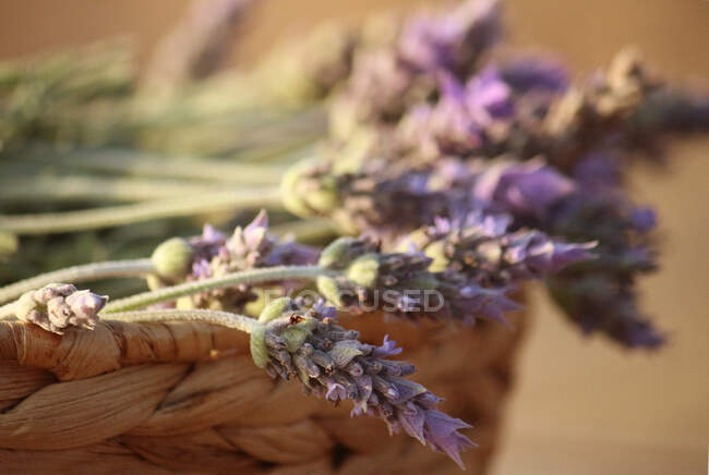 Close-up view of lavender flowers in a basket — Stock Photo