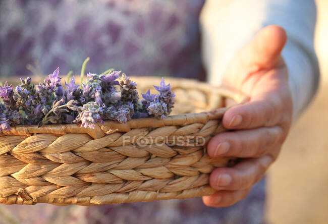 Mulher segurando uma cesta com flores de lavanda — Fotografia de Stock