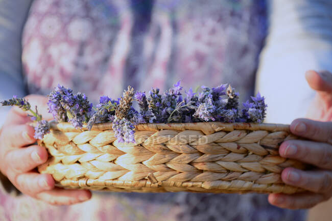 Mulher segurando uma cesta com flores de lavanda — Fotografia de Stock
