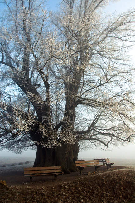 Vue panoramique sur l'arbre à chaux de 800 ans, Linn, Argovie, Suisse — Photo de stock