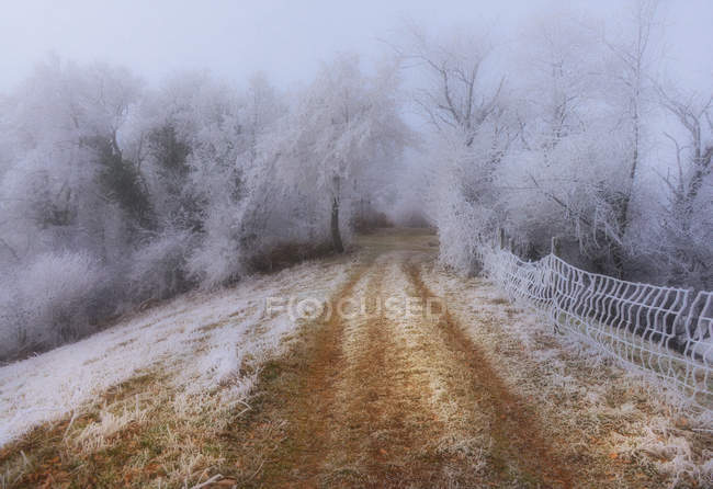 Malerischer Blick auf den Weg durch den Winterwald, Aargau, Schweiz — Stockfoto