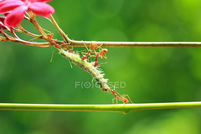 Cinco formigas se alimentando de uma lagarta no fundo embaçado — Fotografia de Stock