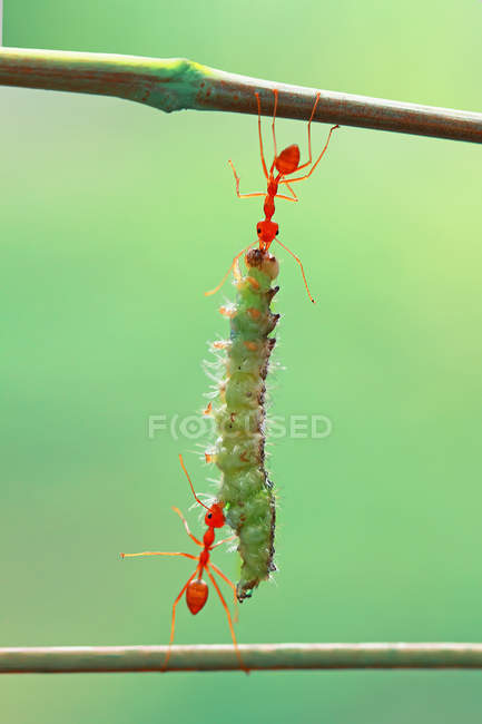 Primo piano vista di due formiche con un bruco — Foto stock