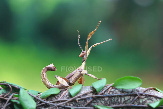 Stick insect against blurred background — Stock Photo