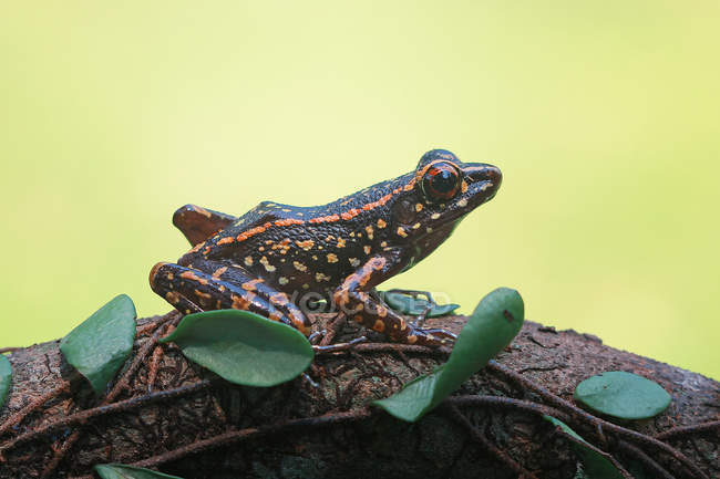Вид збоку на деревну жабу на розмитому фоні — стокове фото
