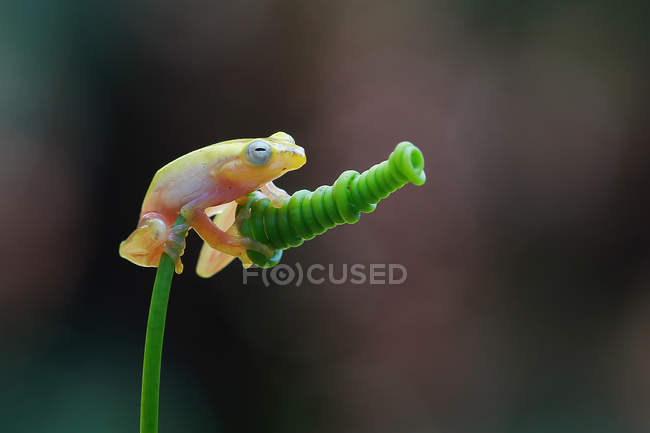 Laubfrosch sitzt auf grüner Pflanze vor verschwommenem Hintergrund — Stockfoto