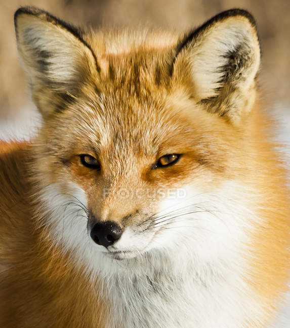 Nahaufnahme Porträt eines Fuchses, Montreal, Quebec, Kanada — Stockfoto