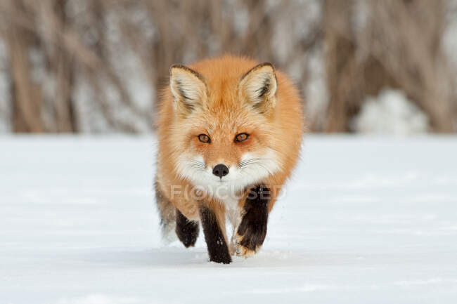 Сценічний вид на Фокса, який ходить по снігу, Монреаль, Квебек, Канада. — стокове фото