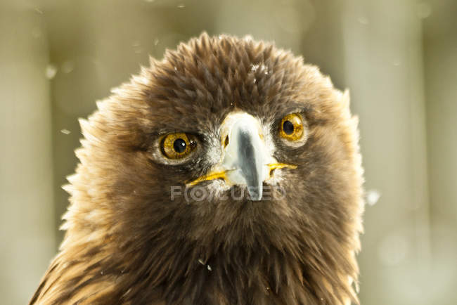 Retrato de uma águia careca, fundo borrado — Fotografia de Stock