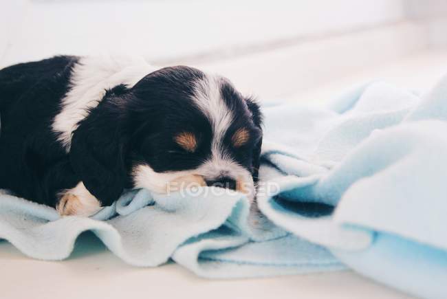Cocker Spaniel cachorro perro durmiendo en una manta - foto de stock