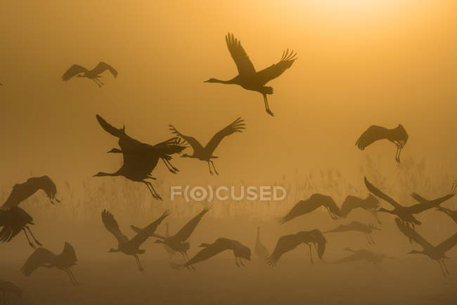 Scenic view of Cranes flying at sunrise Rosh Pina, Israel - foto de stock
