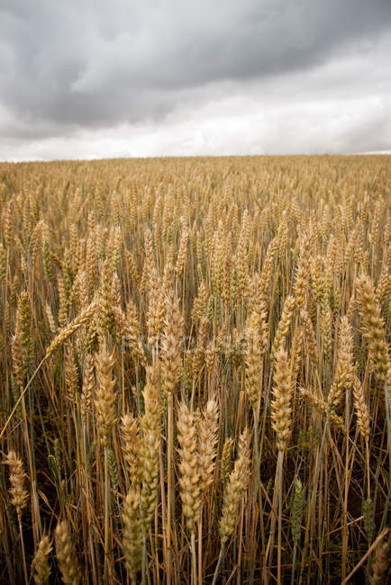 Scenic view of Wheat field, Uppsala, Sweden — Stock Photo