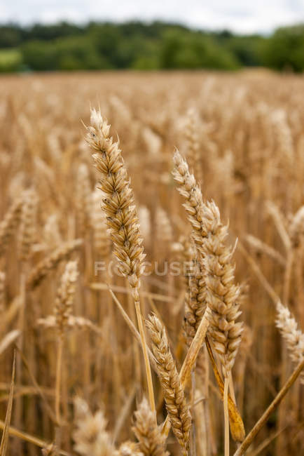 Vista de perto do trigo em campo, Uppsala, Suécia — Fotografia de Stock