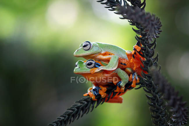 Deux grenouilles Javan planant, vue rapprochée — Photo de stock