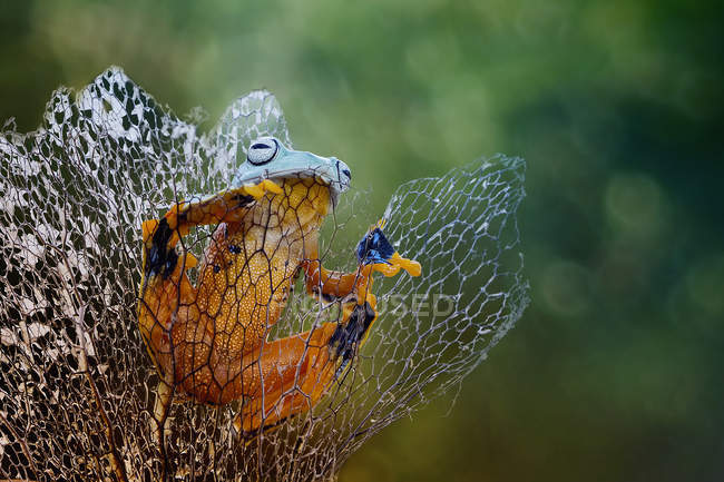 Javan gliding tree frog, closeup view — Stock Photo