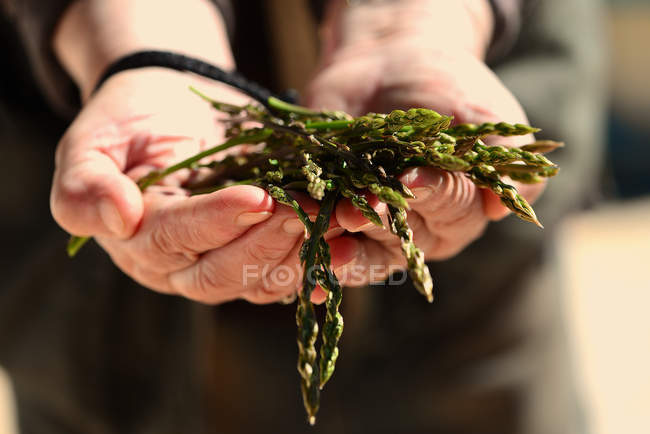 Woman hands holding asparagus, closeup view — Stock Photo