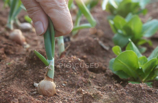 Woman's hand picking spring onion — Stock Photo