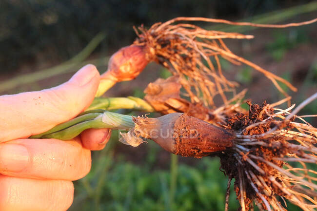 Main de femme tenant oignons de printemps frais — Photo de stock