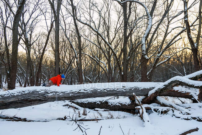 Мальчик ползает по упавшему дереву в лесу — стоковое фото
