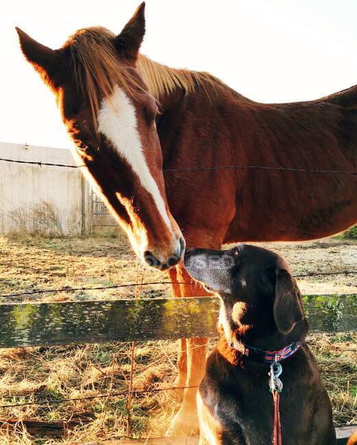 Vista de cierre de los caballos que besan a un perro - foto de stock