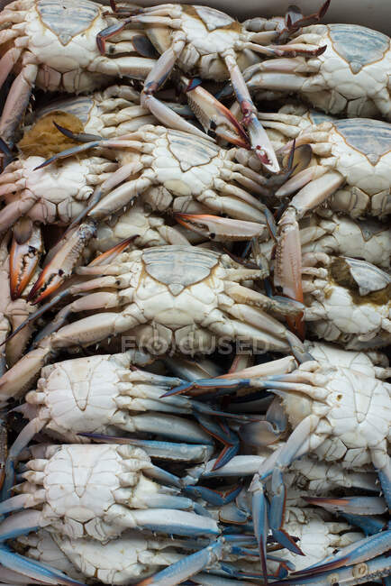 Primer plano de cangrejos frescos en un puesto de mercado, Dubai, Emiratos Árabes Unidos - foto de stock