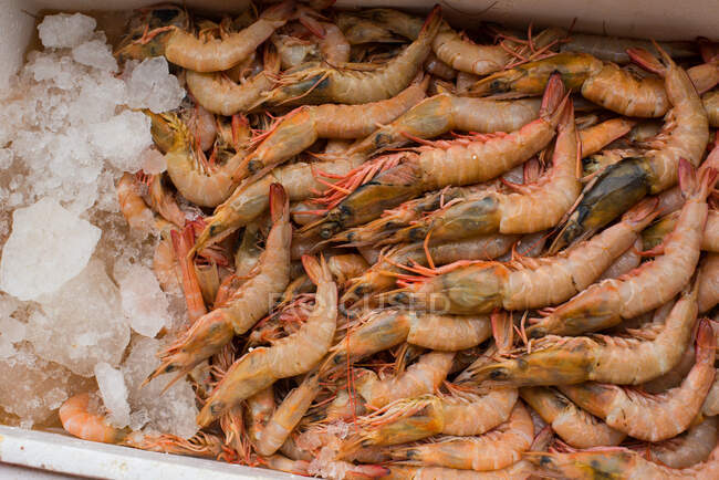 Boîte en polystyrène avec crevettes sur glace, Dubaï, Émirats arabes unis — Photo de stock