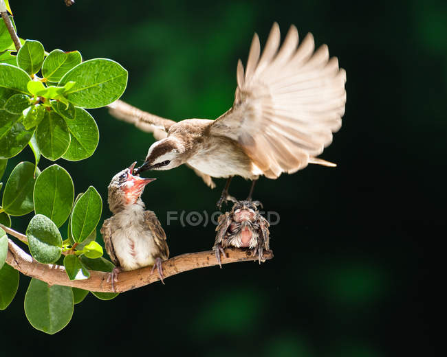 Yellow-vented bulbul bird feeding chicks against blurred background — Stock Photo