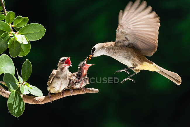 Желтоголовая бульбюль-птица кормит цыплят на размытом фоне — стоковое фото