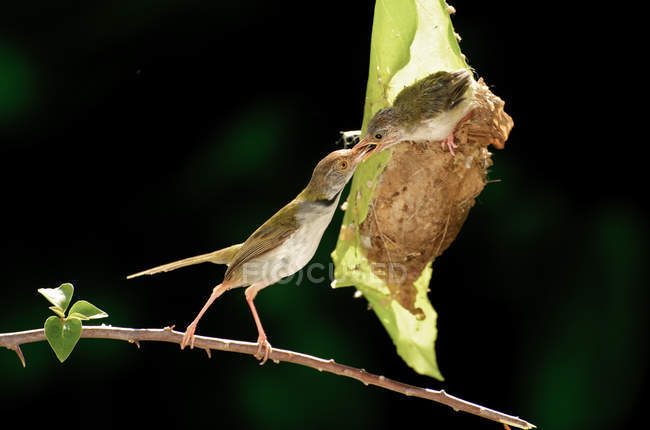 Pipit pássaro caralho alimentação, Buntar Parit, Perak, Malásia — Fotografia de Stock
