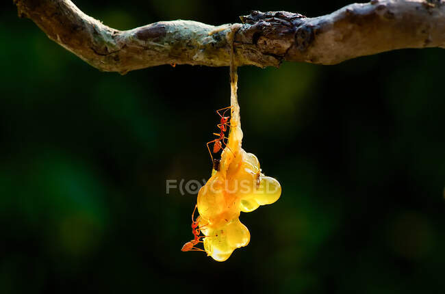 Dos hormigas en una rama, Bukit Mertajam, Penang, Malasia - foto de stock