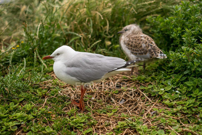 Two seagulls sitting in green grass — Stock Photo
