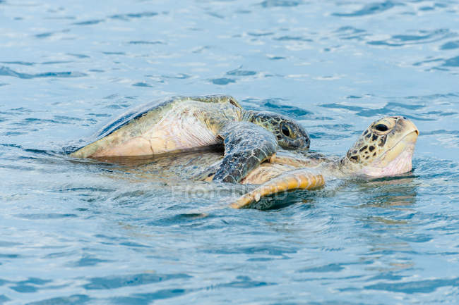 Tortugas marinas verdes apareándose en el agua del océano - foto de stock