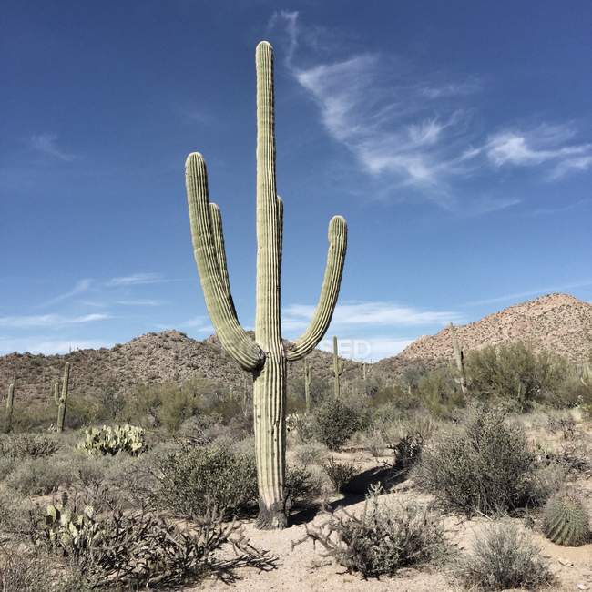 Кактус Сагуаро возле города Тусон, штат Аризона, США — стоковое фото