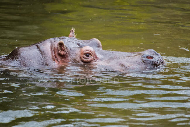 Vista de encerramento de Hippopotamus nadando no rio — Fotografia de Stock