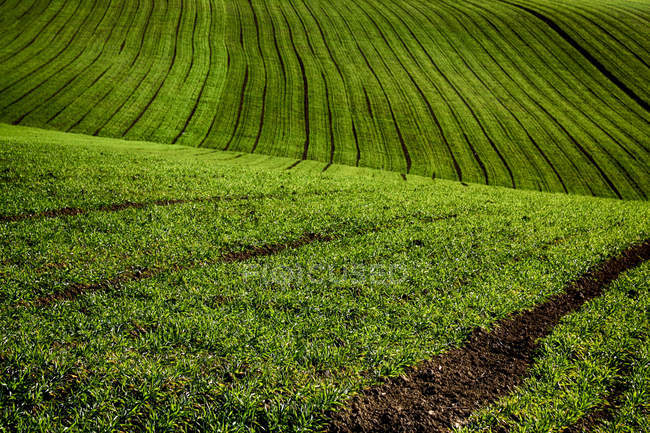 Primer plano del campo de trigo, Cuccaro Monferrato, Piamonte, Italia - foto de stock