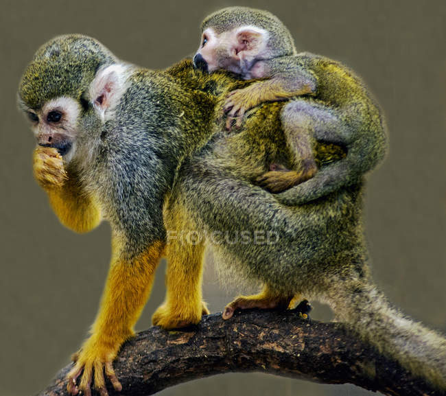Mono ardilla llevando al bebé en la espalda, Knysna, Western Cape, Sudáfrica - foto de stock