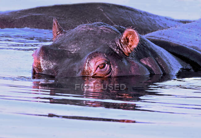 Vue de closeup d'Hippopotamus dans la rivière, Okavango, Botswana — Photo de stock